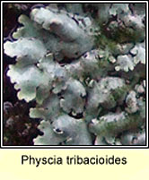 Physcia tribacioides