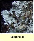 Lepraria sp