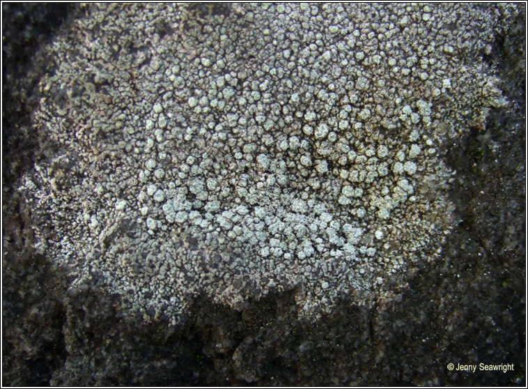 Pertusaria amara