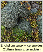 Enchylium tenax var ceranoides, Collema tenax var ceranoides