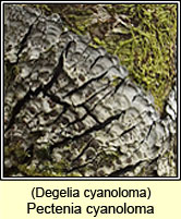 Pectenia cyanoloma, Degelia cyanoloma