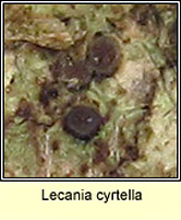 Lecania cyrtella