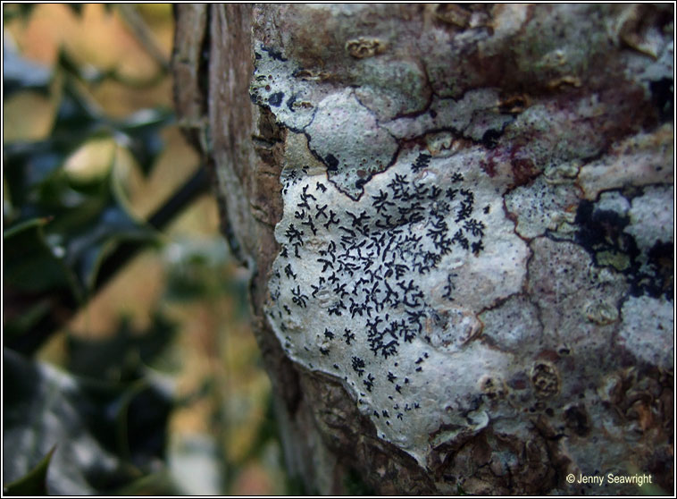 Opegrapha vulgata