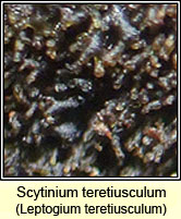 Scytinium teretiusculum, Leptogium teretiusculum
