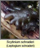 Scytinium schraderi, Leptogium schraderi