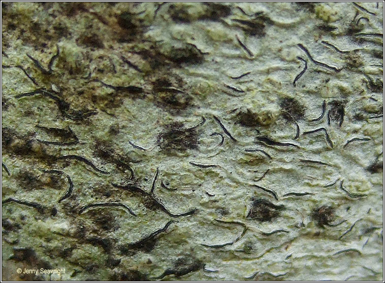 Stigmidium microspilum