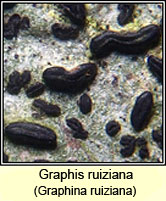 Graphis ruiziana, Graphina ruiziana