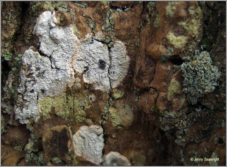 Pertusaria hemisphaerica