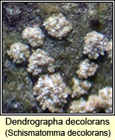 Dendrographa decolorans, Schismatomma decolorans