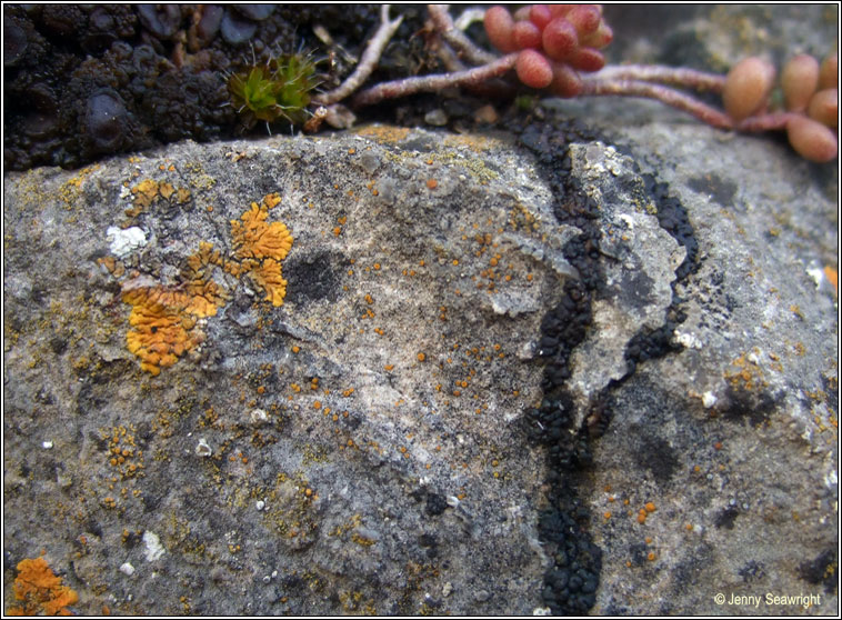 Caloplaca lactea