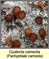 Gyalecta carneola, Pachyphiale carneola
