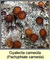 Pachyphiale carneola