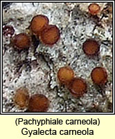 Gyalecta carneola, Pachyphiale carneola