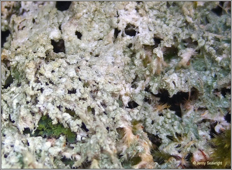 Ochrolechia subviridis