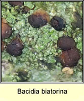 Bacidia biatorina