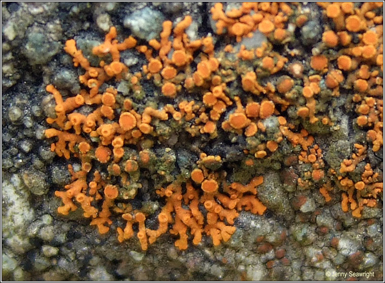 Xanthoria elegans