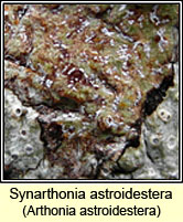 Synarthonia astroidestera, Arthonia astroidestera