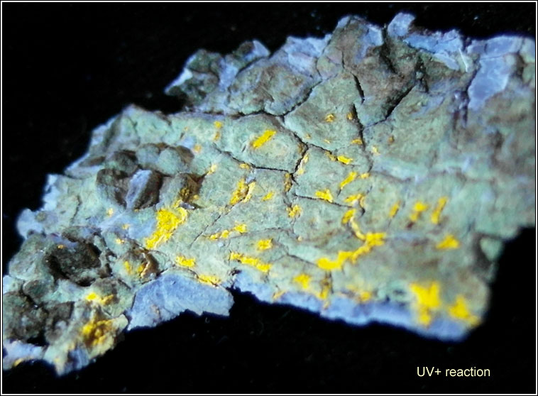 Arthonia astroidestera, UV+ reaction