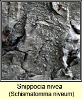 Snippocia nivea, Schismatomma niveum