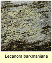 Lecanora barkmaniana