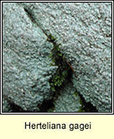 Herteliana gagei