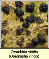 Zwackhia viridis, Opegrapha viridis