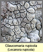 Glaucomaria rupicola, Lecanora rupicola