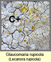 Glaucomaria rupicola, Lecanora rupicola