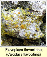 Flavoplaca flavocitrina, Caloplaca flavocitrina