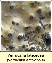 Verrucaria latebrosa, Verrucaria aethiobola