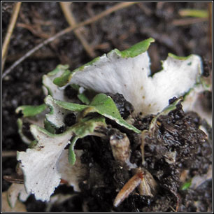 Cladonia foliacea