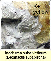 Inoderma subabietinum, Lecanactis subabietina