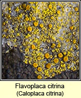 Caloplaca citrina