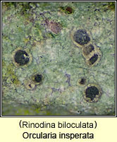 Orcularia insperata, Rinodina biloculata