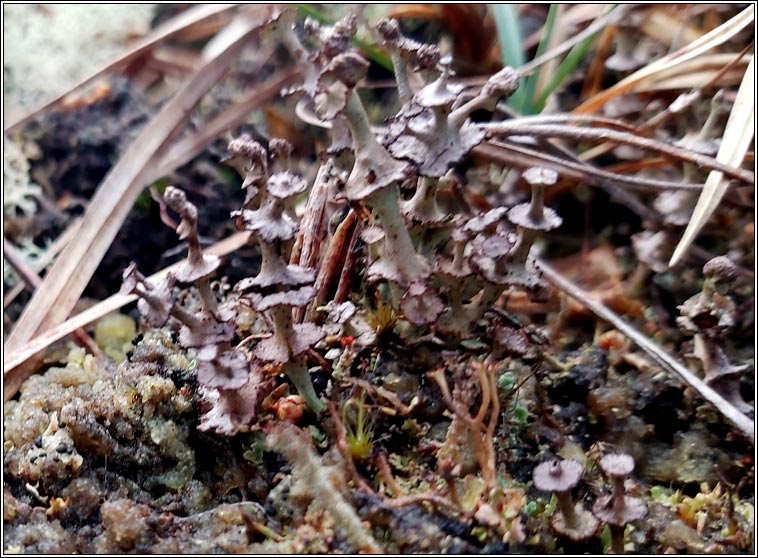Cladonia verticillata, Cladonia cervicornis subsp verticillata