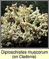 Diploschistes muscorum