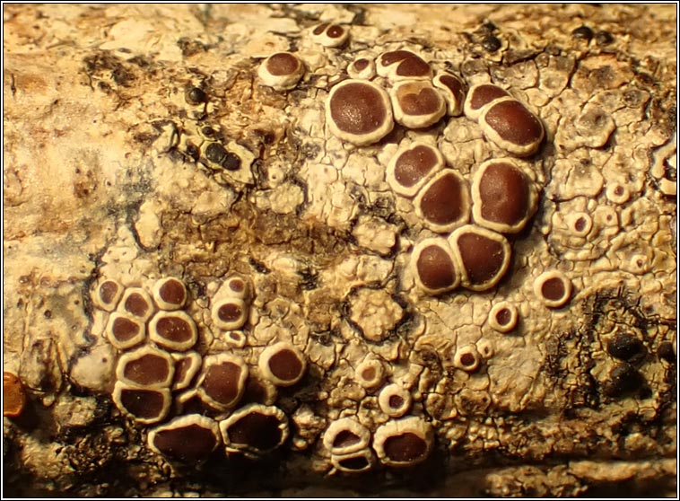 Lecanora argentata