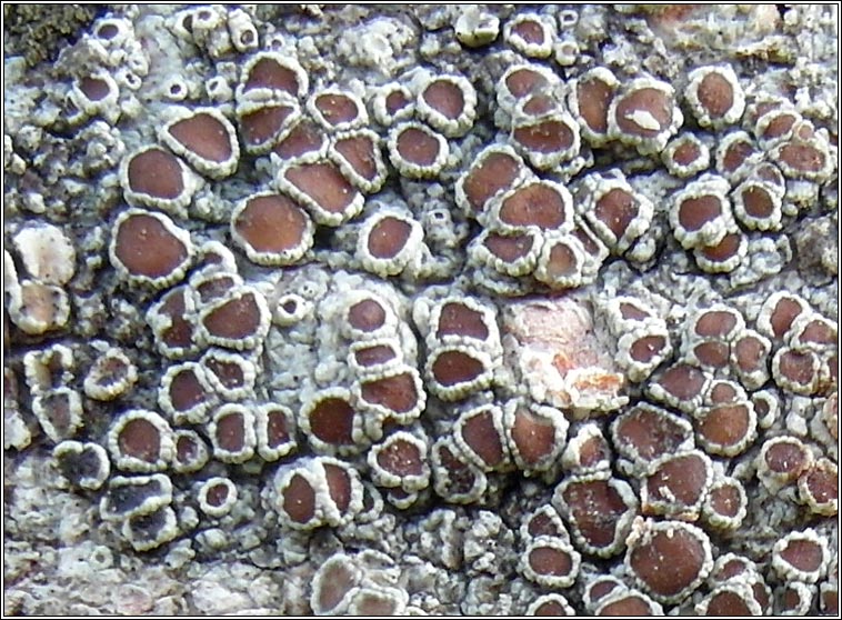 Lecanora argentata