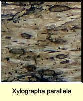 Xylographa parallela