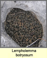 Lempholemma botryosum