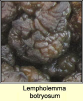 Lempholemma botryosum