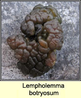 Lempholemma botryosum