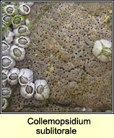 Collemopsidium sublitorale