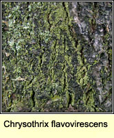 Chrysothrix flavovirescens