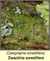 Zwackhia sorediifera (Opegrapha sorediifera)