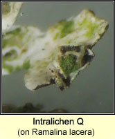 Intralichen Q on Ramalina