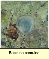 Bacidina caerulea