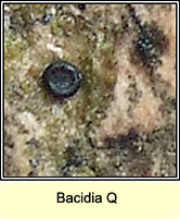 Bacidia Q