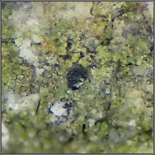 Micarea nitschkeana