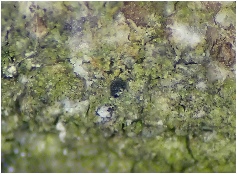 Micarea nitschkeana